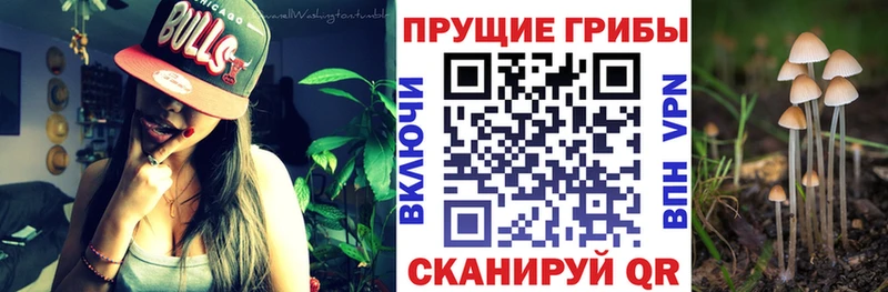 Псилоцибиновые грибы мицелий  Колпашево 